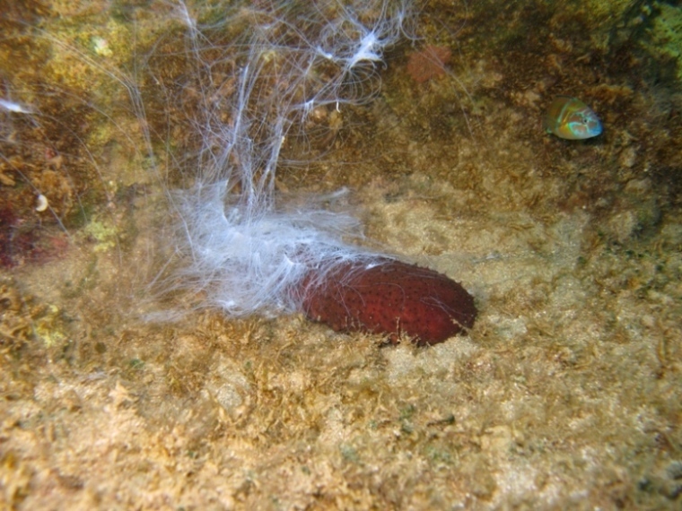Holothuria sanctori (Delle Chiaje, 1823)  e Tubi di Cuvier